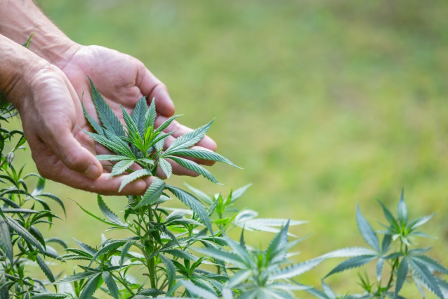 Improve Mind And Body Harmony Through Quality Delta 8 Flower